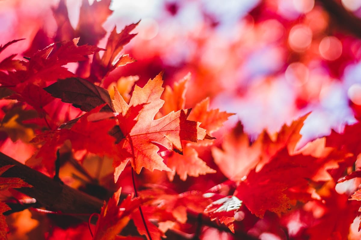 It Feels Like Fall…in the Mornings at Least