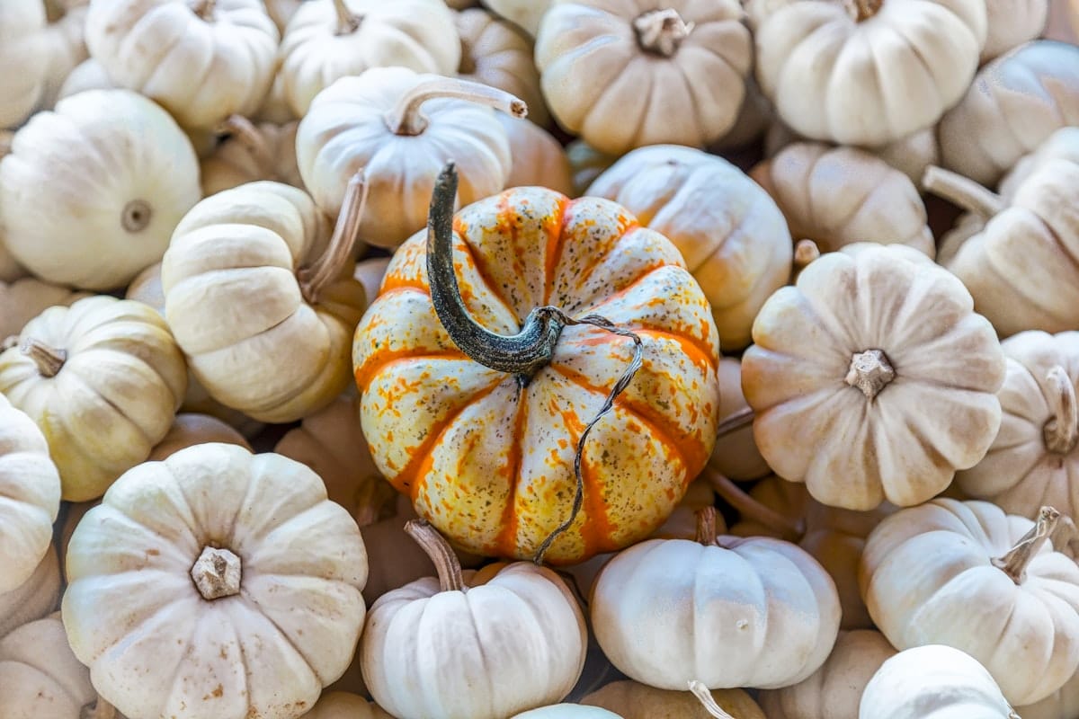 Fall into Fall (That Sounds Like a Cheesy Clothing Ad)